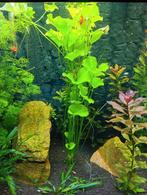 Tropische waterplanten voor schappelijke prijzen (5 soorten), Dieren en Toebehoren, Vissen | Aquaria en Toebehoren, Ophalen, Nieuw