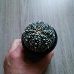 cactus Astrophytum asterias apart kamerplant, Huis en Inrichting, Kamerplanten, Cactus, Minder dan 100 cm, Volle zon, Ophalen