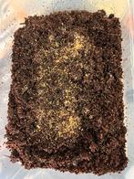 Gele springstaartjes, Dieren en Toebehoren, Insecten en Spinnen, Overige soorten