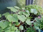 Courgette planten Hoofddorp, Zomer, Ophalen, Groenteplanten, Eenjarig