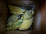 Jonge grasparkietjes., Dieren en Toebehoren, Vogels | Parkieten en Papegaaien, Meerdere dieren, Parkiet