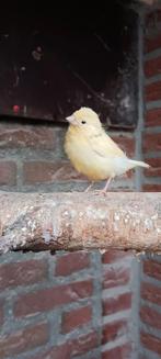 Kanaries te koop, Dieren en Toebehoren, Vogels | Kanaries, Meerdere dieren, Zangkanarie