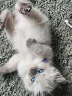 Blue points ragdoll kittens, Meerdere dieren, Ontwormd