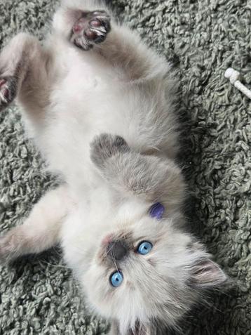 Blue points ragdoll kittens  beschikbaar voor biedingen