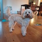 9 month old toy poodle, Dieren en Toebehoren, 15 weken tot 1 jaar, Teef, Eén hond, CDV (hondenziekte)