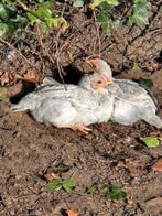 2 opal legbar hanen, Dieren en Toebehoren, Pluimvee, Mannelijk, Kip