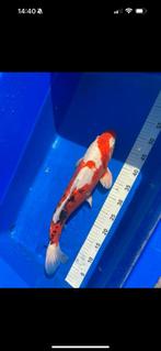 Koi te koop, Dieren en Toebehoren, Vissen | Vijvervissen, Karper of Koi