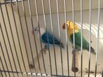 Mooie fischeries, Dieren en Toebehoren, Vogels | Parkieten en Papegaaien, Meerdere dieren, Dwergpapegaai of Agapornis, Geringd