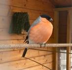 Noorse goudvink pop gezocht, Wildzangvogel