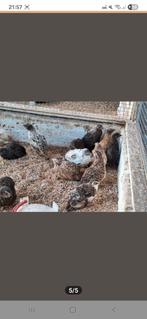 Prachtige japanse kwartels!, Dieren en Toebehoren, Vogels | Overige Vogels, Meerdere dieren, Tropenvogel, Tam