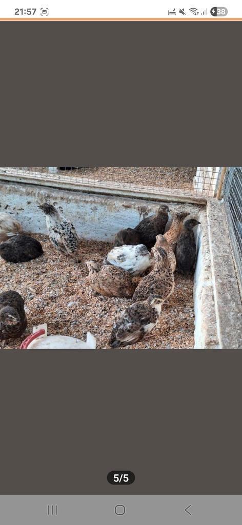 Prachtige japanse kwartels!, Dieren en Toebehoren, Vogels | Overige Vogels, Tropenvogel, Meerdere dieren, Tam