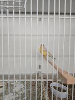 Noordse Goudvink man geel/bruinpastel