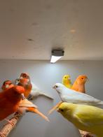 kanaries, Dieren en Toebehoren, Vogels | Kanaries, Meerdere dieren, Kleurkanarie