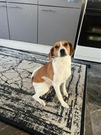 Hond, Dieren en Toebehoren, CDV (hondenziekte), 15 weken tot 1 jaar, Teef, Eén hond