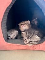 Britse korthaar kitten alleen nog 2 mannetjes foto 5 en 6, Meerdere dieren, Gechipt, 0 tot 2 jaar