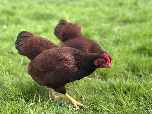 Jonge tamme Rhode Island Red kriel kippen hennen gesekst, Dieren en Toebehoren, Pluimvee, Kip, Vrouwelijk