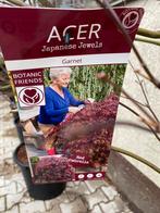 Japanse esdoorn ‘garnet’, Tuin en Terras, Ophalen, 100 tot 250 cm
