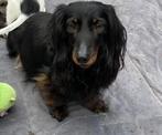 Langhaar dwergteckel puppy’s, Reu, CDV (hondenziekte), 8 tot 15 weken, Dwerg