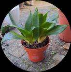 Sansevieria Jade Star kamerplant🌿OPHALEN IN NIJKERK, Huis en Inrichting, Ophalen, Overige soorten, Minder dan 100 cm