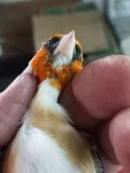 Majorputter man uit witkeel, Dieren en Toebehoren, Vogels | Overige Vogels, Mannelijk, Wildzangvogel, Geringd