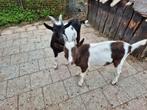 Dek bokjes, Dieren en Toebehoren, Schapen, Geiten en Varkens, Mannelijk, Geit