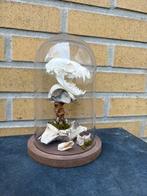 Steenmarter schedel in een stolp, Ophalen of Verzenden, Overige soorten, Schedel