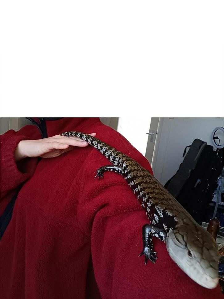 Tiliqua gigas with terrarium