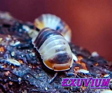Cubaris sp. White Shark isopods / pissebedden beschikbaar voor biedingen