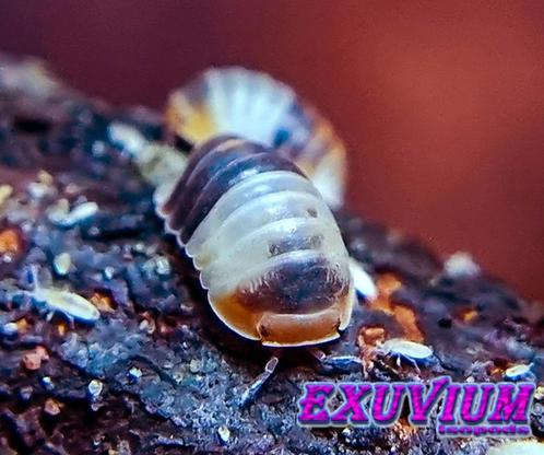 Cubaris sp. White Shark isopods / pissebedden, Dieren en Toebehoren, Insecten en Spinnen, Overige soorten