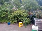 Gratis bomen en struiken, Tuin en Terras, Planten | Bomen, Ophalen of Verzenden, Volle zon, Overige soorten