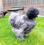 USA ZIJDEHOEN HENNETJES  in 3 kleuren.   Tegen of aan de leg, Vrouwelijk, Kip