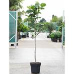 Ficus Carica 'brown Turkey' - Vijgenboom g67287