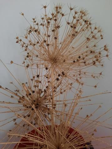 droogbloemen uien bol bloemen decoratie beschikbaar voor biedingen