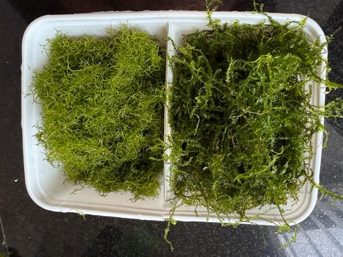 Mooi groen Javamos en watervorkje, Dieren en Toebehoren, Vissen | Aquaria en Toebehoren, Zo goed als nieuw, Plant(en), Steen of Hout