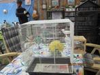 koppel grote groffe zebra vinken+kooi€25 zonder kooi €15, Dieren en Toebehoren, Vogels | Overige Vogels, Meerdere dieren, Tropenvogel