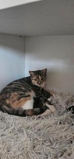 Gratis kittens, Dieren en Toebehoren, Poes