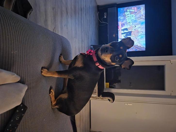 Hond, Dieren en Toebehoren, Honden | Niet-rashonden, Klein, Teef, Particulier, Eén hond, Nederland, 1 tot 2 jaar, CDV (hondenziekte)