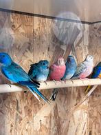 Diverse bourkes en splendis en divers, Dieren en Toebehoren, Meerdere dieren, Parkiet