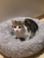 Kittens, Poes, Kortharig, 0 tot 2 jaar