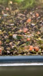 Green rili garnalen, Kreeft, Krab of Garnaal