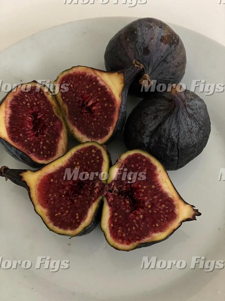 Vijgenboompje Italian 258 zwarte italiaanse vijg, Tuin en Terras, Planten | Fruitbomen, Vijgenboom, Minder dan 100 cm, Volle zon