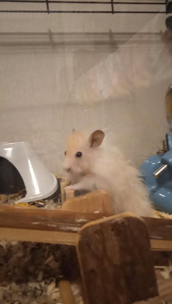 Syrische hamsters, Dieren en Toebehoren, Knaagdieren, Meerdere dieren, Hamster, Februari, Tam