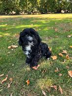 Maltipoo (Maltezer x Poedel) pups, Poedel, Nederland, CDV (hondenziekte), 8 tot 15 weken