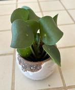 Pannenkoek plant in pot, Overige soorten, In pot, Minder dan 100 cm, Groene kamerplant