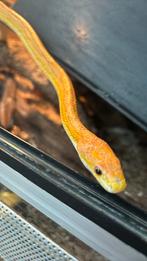 Rattenslangen, Dieren en Toebehoren, Reptielen en Amfibieën, 0 tot 2 jaar, Amfibie