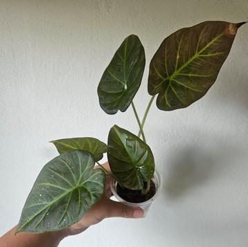 Alocasia Regal Shields in mos beschikbaar voor biedingen