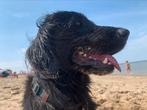 Gezocht dekreu l heidewachtel X labrador, Rabiës (hondsdolheid), Reu, Eén hond, 3 tot 5 jaar
