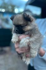 Pomeriaan pups, Dieren en Toebehoren, Honden | Chihuahua's en Gezelschapshonden, Rabiës (hondsdolheid), Overige rassen, 8 tot 15 weken