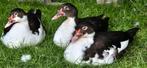 6 mooie grote muskus eenden, Dieren en Toebehoren, Pluimvee, Meerdere dieren, Eend