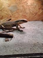 Steppevaraan met terrarium, Dieren en Toebehoren, Reptielen en Amfibieën, Hagedis, Met terrarium, 0 tot 2 jaar